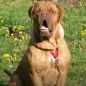 Malone (Muggsie) In Rainbow Heaven